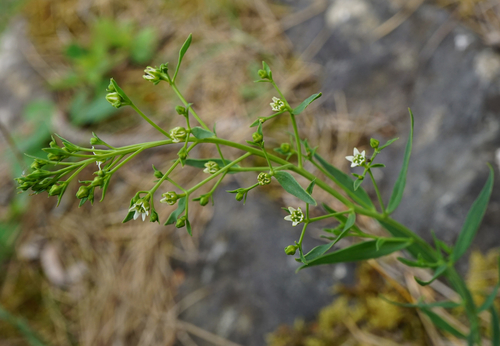 Image of Thesium bavarum by (c) Patrick Hacker, some rights reserved (CC BY)