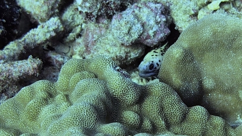 Gymnothorax eurostus observed 2026-10-04