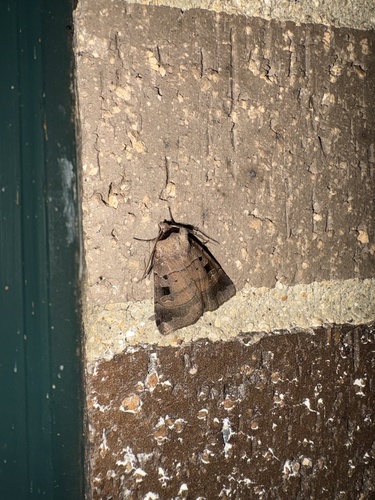 Pale-banded Dart