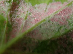 Phyllocoptes malinus