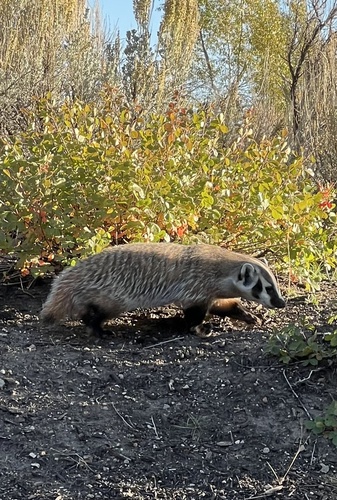 American Badger