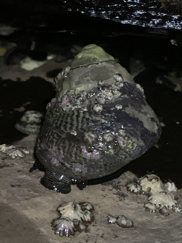 Tegula gallina observed 2026-10-02