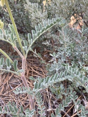 Astragalus gibbsii