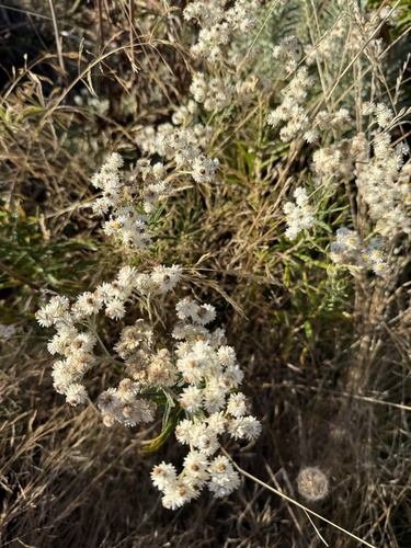 pearly everlasting