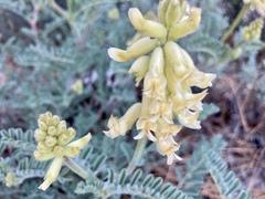 Astragalus gibbsii
