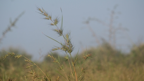 Themeda quadrivalvis observed 2026-10-04