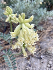 Astragalus gibbsii