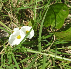 Echinodorus cordifolius