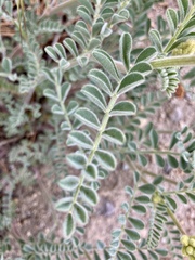 Astragalus gibbsii
