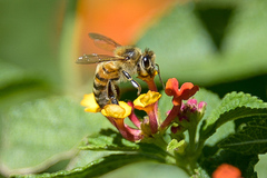 Apis mellifera