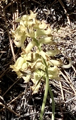 Astragalus gibbsii