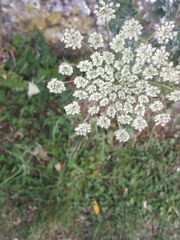 Daucus carota