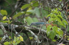Thraupis sayaca