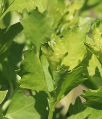 Baccharis halimifolia image