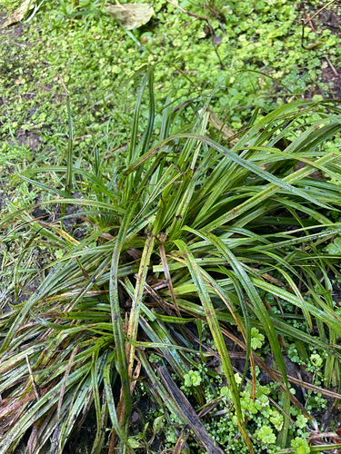 Carex uncinata observed 2026-10-05