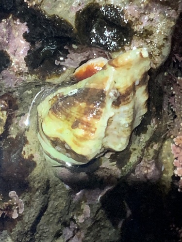 Ceratostoma nuttalli observed 2026-10-02