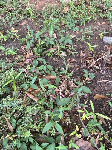 low smartweed