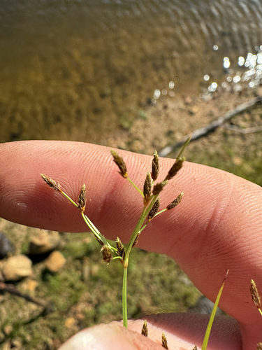 Fimbristylis autumnalis observed 2026-10-04