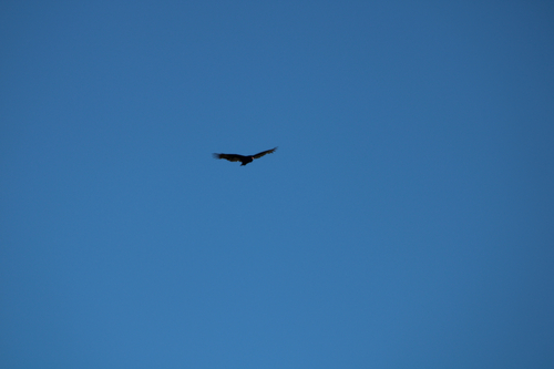 Turkey Vulture