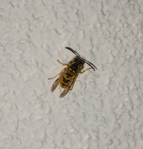 Common European Yellowjacket