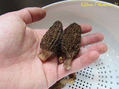 Morchella importuna