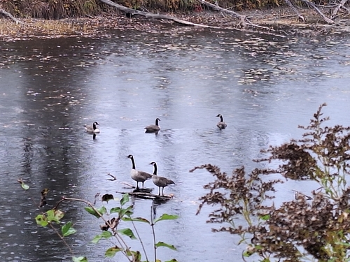Canada Goose