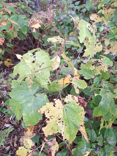 purple-flowered raspberry