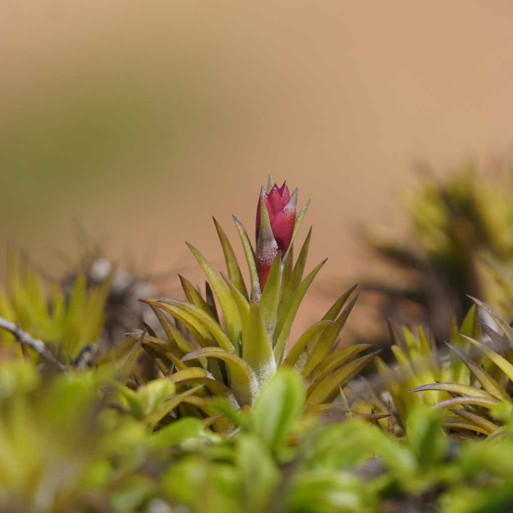 Tillandsia neglecta