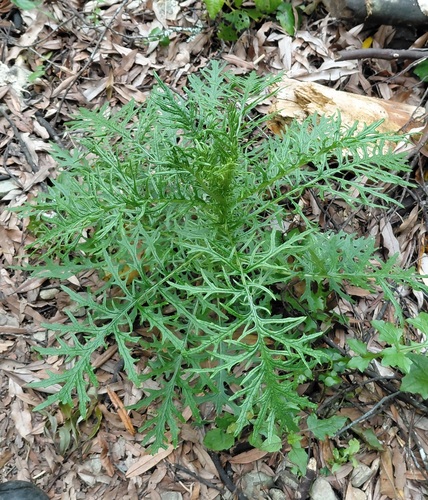 Senecio bipinnatisectus observed 2026-10-01