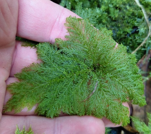 Dendrohypopterygium filiculiforme observed 2026-10-01