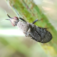 Euthycera cribrata