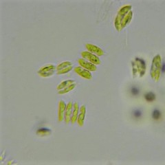 Tetradesmus