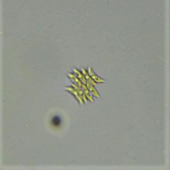 Tetradesmus