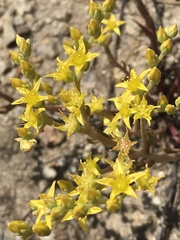 Dudleya multicaulis