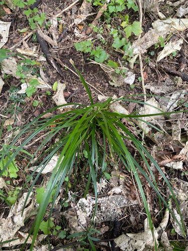 Carex uncinata observed 2026-10-05