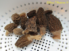 Morchella importuna