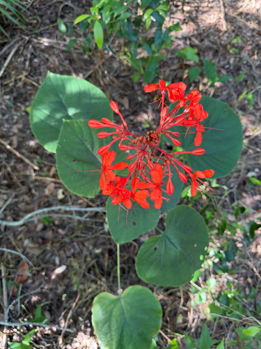 Clerodendrum speciosissimum observed 2026-10-04
