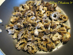 Morchella importuna