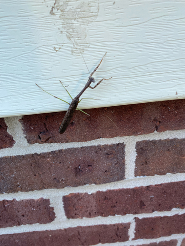 Carolina Mantis