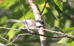 Poecile atricapillus image