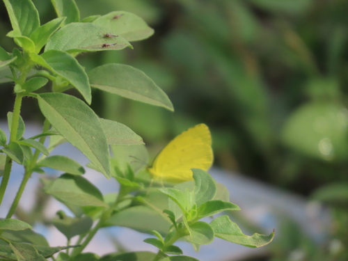 Common Grass Yellow