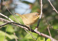 Geothlypis trichas image