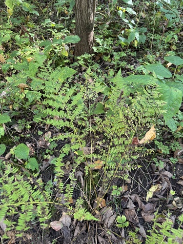 northern lady fern
