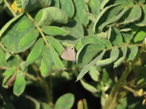 Tailless Lineblue