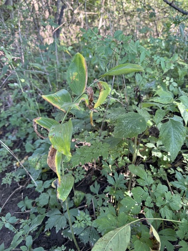 smooth Solomon's seal