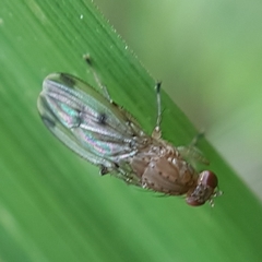 Suillia variegata