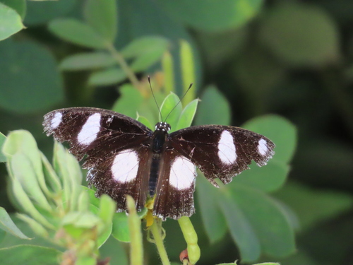 Danaid Eggfly