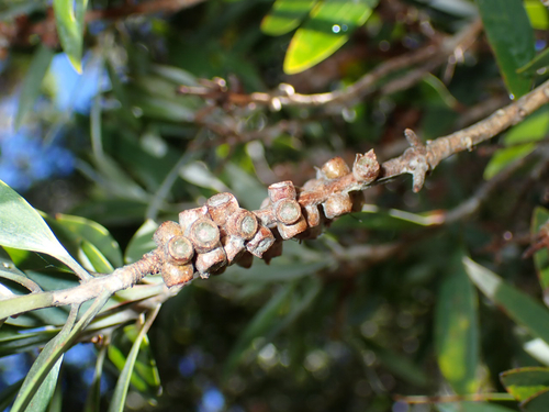 Melaleuca quinquenervia observed 2026-10-04