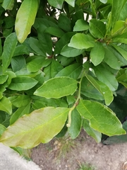 Magnolia × soulangeana