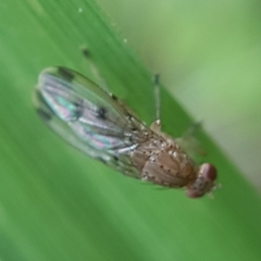 Suillia variegata
